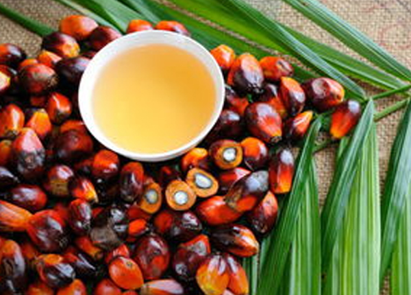 palm oil 1.jpg