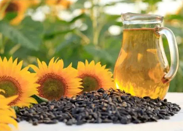sunflower oil 3.jpg